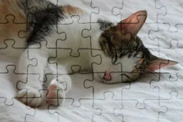 פאזל של cat