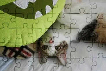 cat jigsaw puzzle