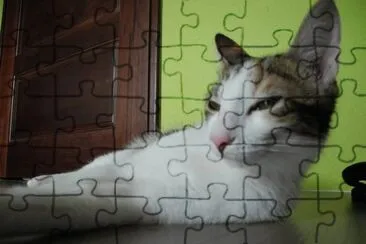cat