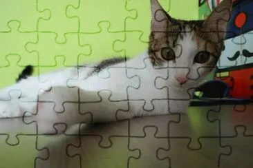cat