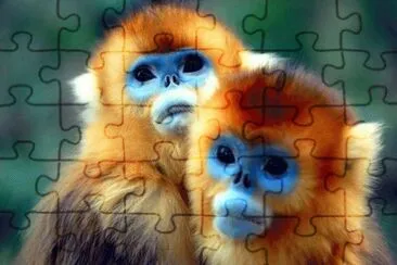 Monkey