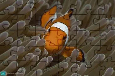 clownfish