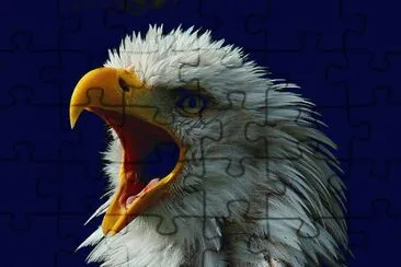eagle jigsaw puzzle