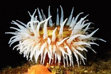 sea creature