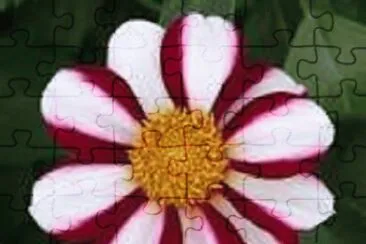 flower jigsaw puzzle