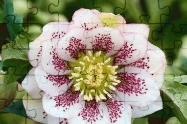 fleur jigsaw puzzle