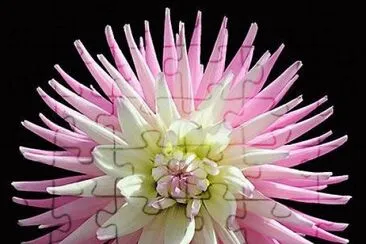 dahlia jigsaw puzzle