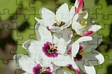 פאזל של fleur