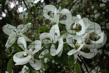 fleur