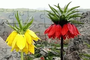 fritilaire