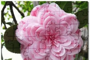 fleur rare jigsaw puzzle
