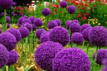 fleurs jigsaw puzzle