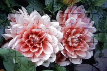 Dahlia 's jigsaw puzzle