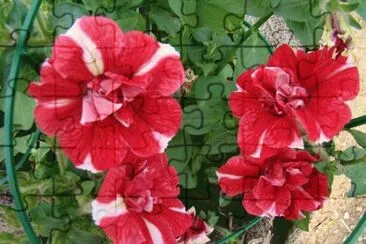 surfinia jigsaw puzzle