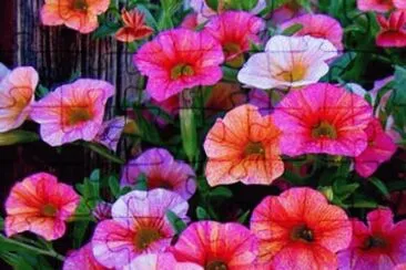 surfinia jigsaw puzzle