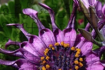 Exotic Flowers