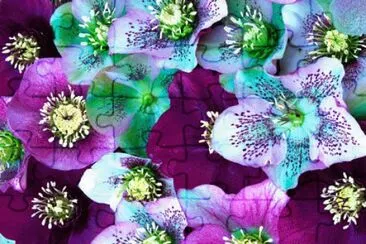 Heliborus Flowers jigsaw puzzle