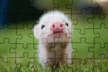 Cerdito
