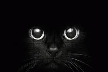 gato