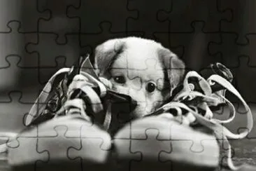 perrito jigsaw puzzle