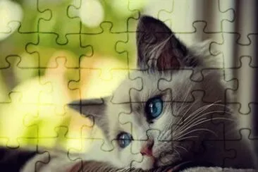 gatito blanco jigsaw puzzle