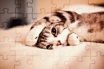 gatito1 jigsaw puzzle