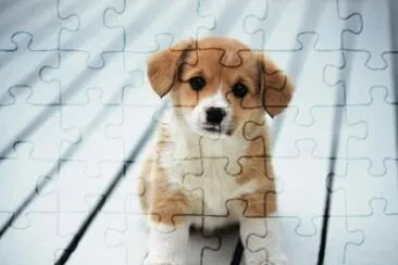 perrito1 jigsaw puzzle