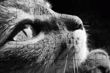 gatito3 jigsaw puzzle