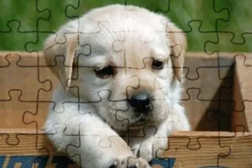 perrito2 jigsaw puzzle
