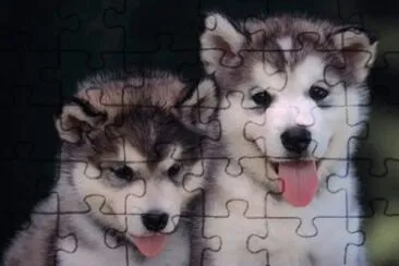 perrito3 jigsaw puzzle