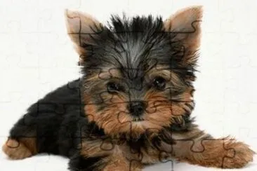 perrito5