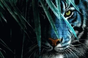 tigre4