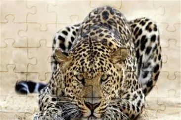 guepardo1