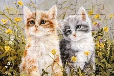 gatinhos