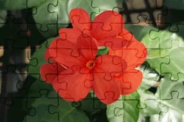 crossandra jigsaw puzzle