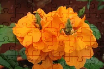 crossandra jigsaw puzzle