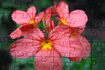 pourEva jigsaw puzzle
