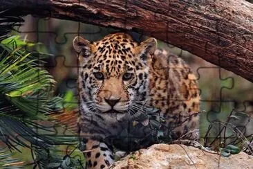 leopardo