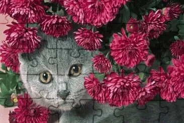 Gatico