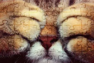 gatito10