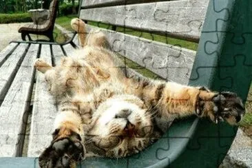gatito11 jigsaw puzzle
