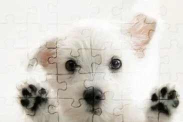perrito15 jigsaw puzzle