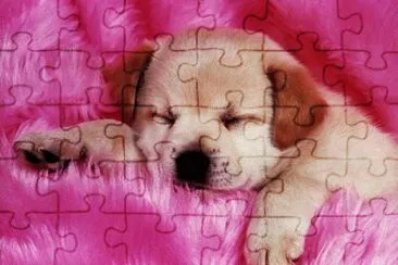 perrito16 jigsaw puzzle