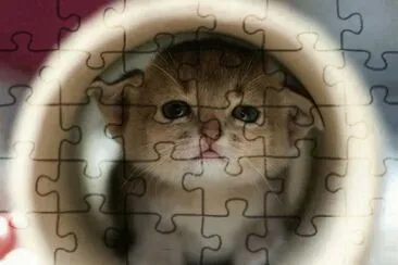 gatito12 jigsaw puzzle