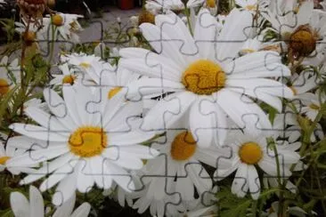 Margarites jigsaw puzzle