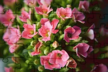 kalanchoÃ©