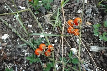 TOMATOES