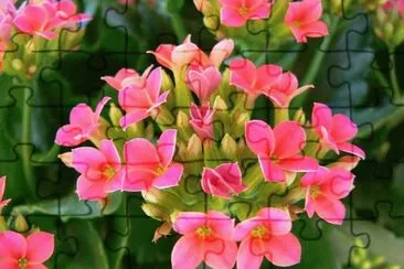 Florzinhas