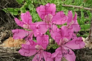 alstroemeria jigsaw puzzle