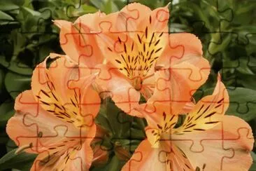 alstroemeria jigsaw puzzle